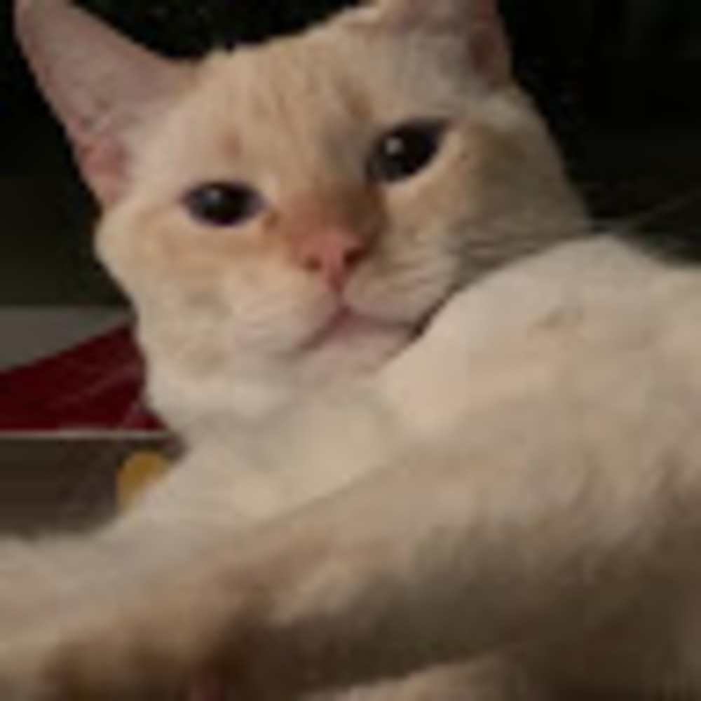 Meet your Posher, Gisele